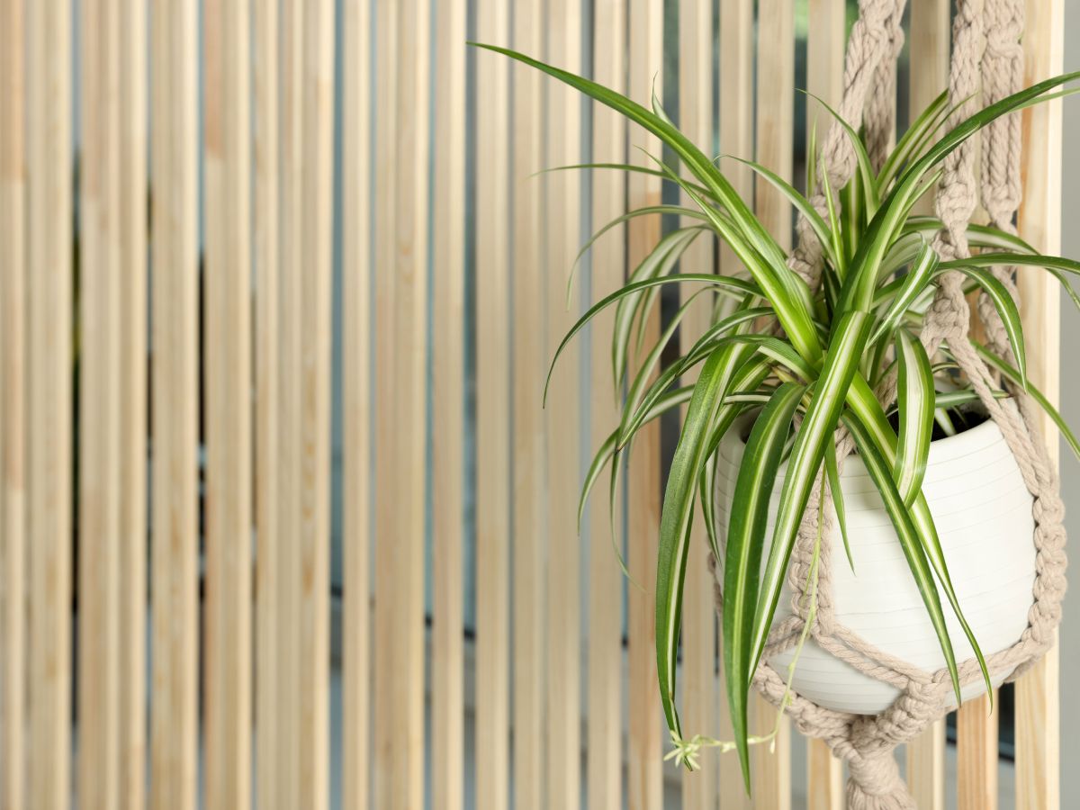 How To Grow A Hanging Spider Plant  For An Elegant Display | Gardening  Know How