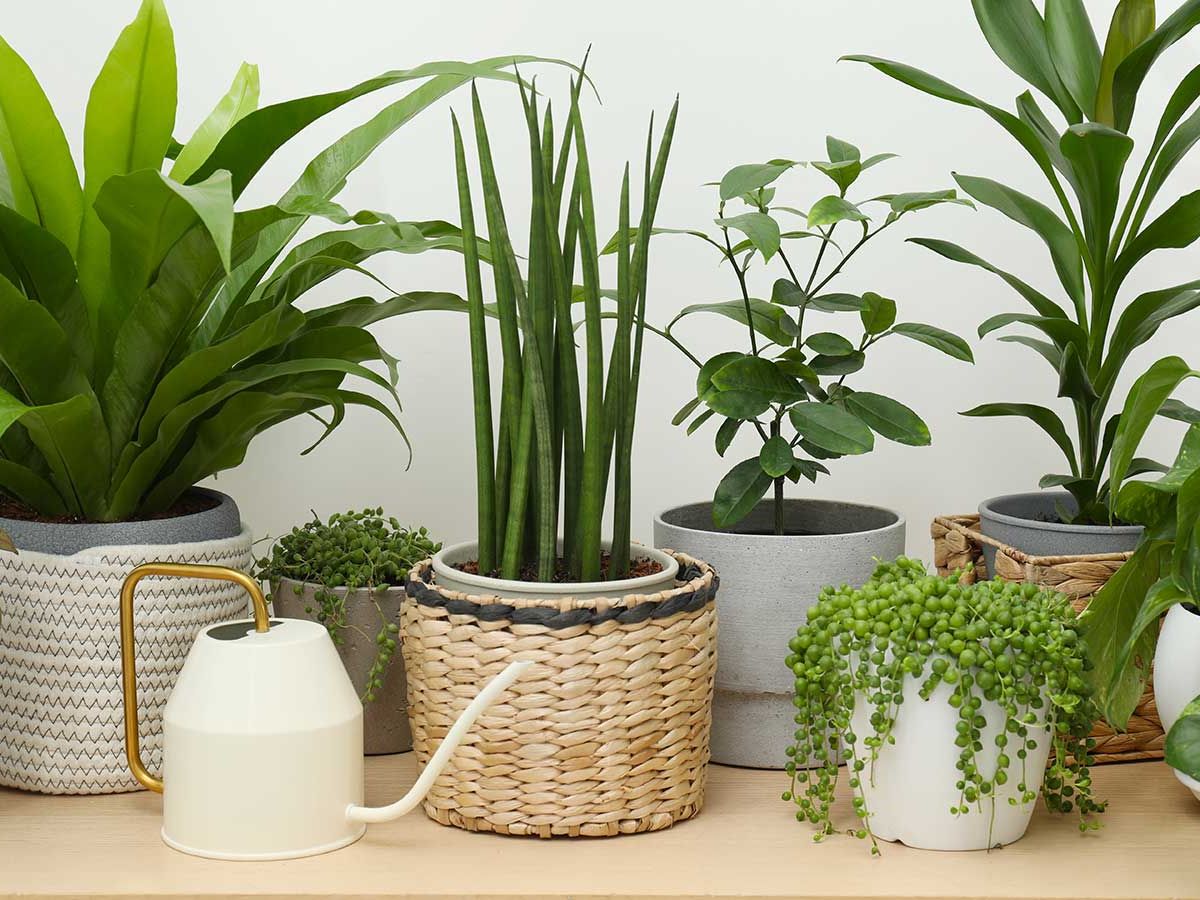 best plant fertilizer aquarium Phat Fundamental Aquarium Fertilizer – Dalua International LLC
