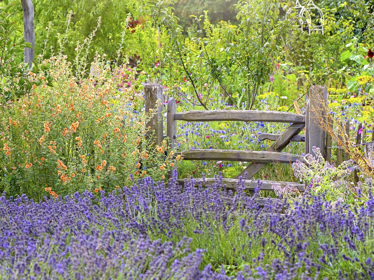 Lavender companion plants: 8 complementing plants | Homes and Gardens