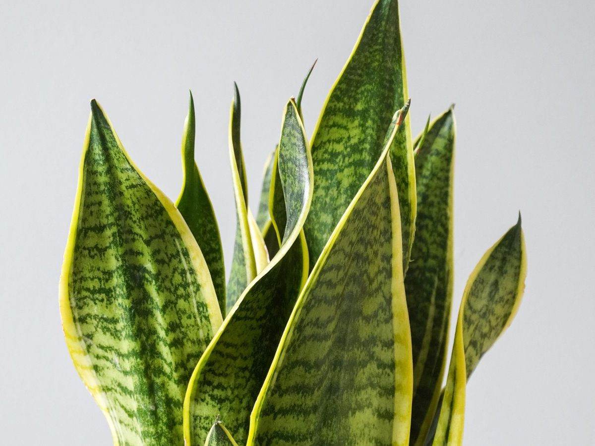 How to prune a snake plant - expert tips for simple cuts | Homes and Gardens