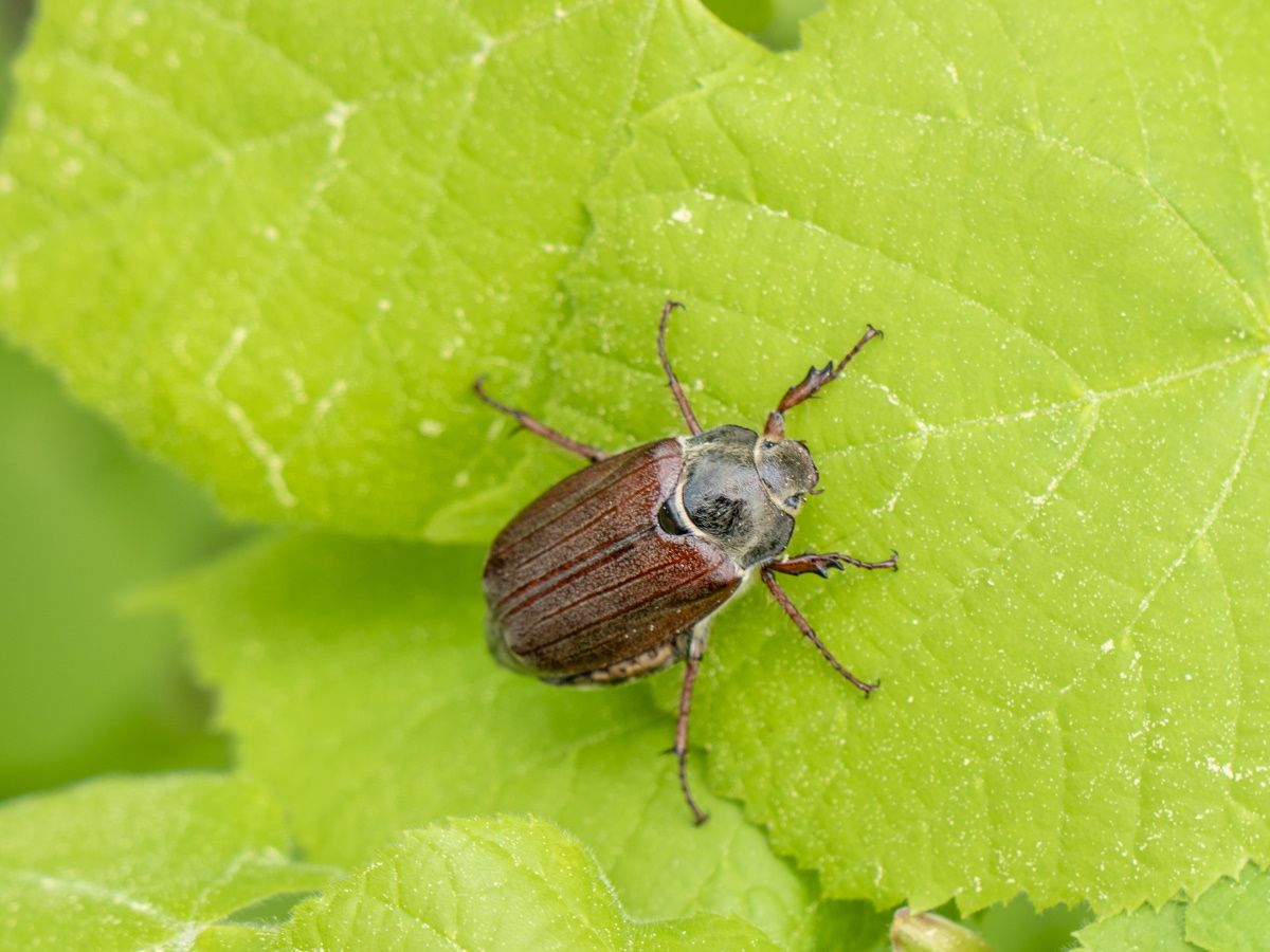 How To Control June Bugs