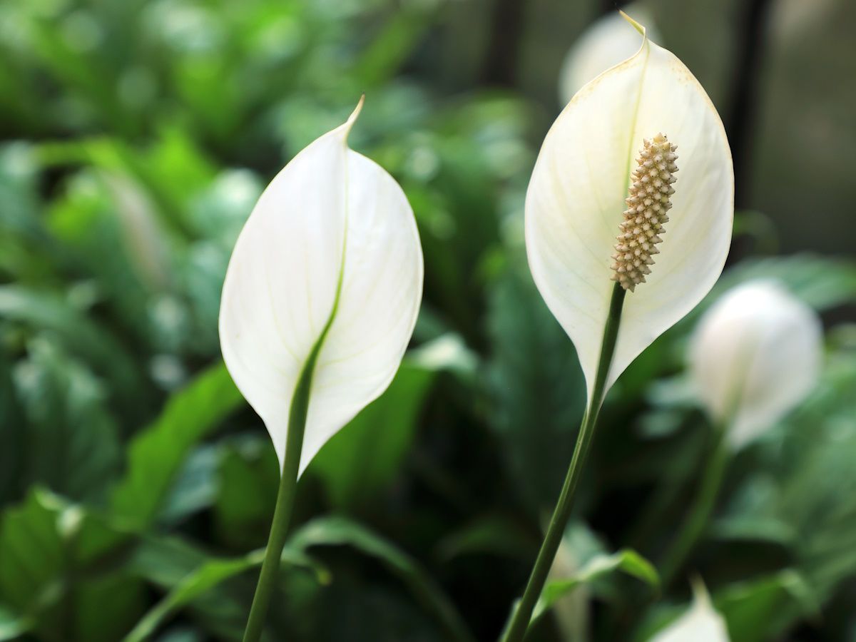 moon snake plant Moonshine Snake Plant (6 Inch)  Outside In