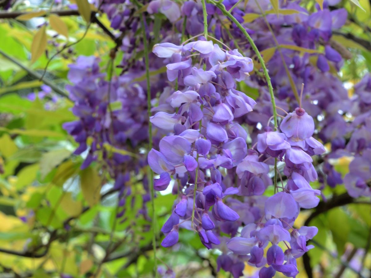 What to do with wisteria in the fall: expert plant advice | Homes and  Gardens