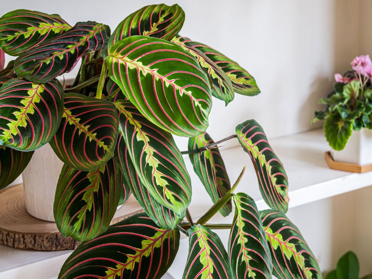 Do prayer plants flower? Horticulture expert reveals all | Homes and Gardens