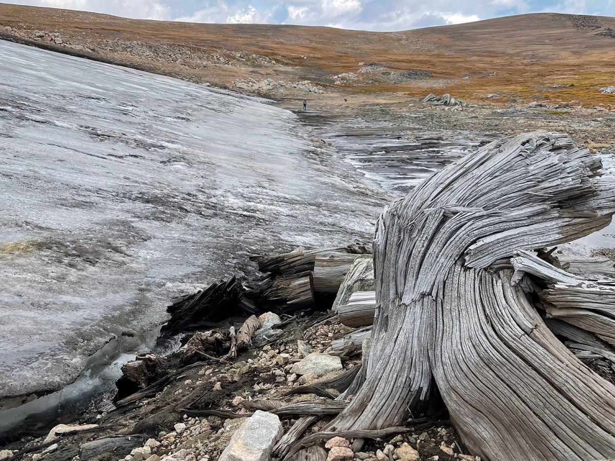Scientists discover pristine ancient forest frozen in time in Rocky Mountains | Live Science