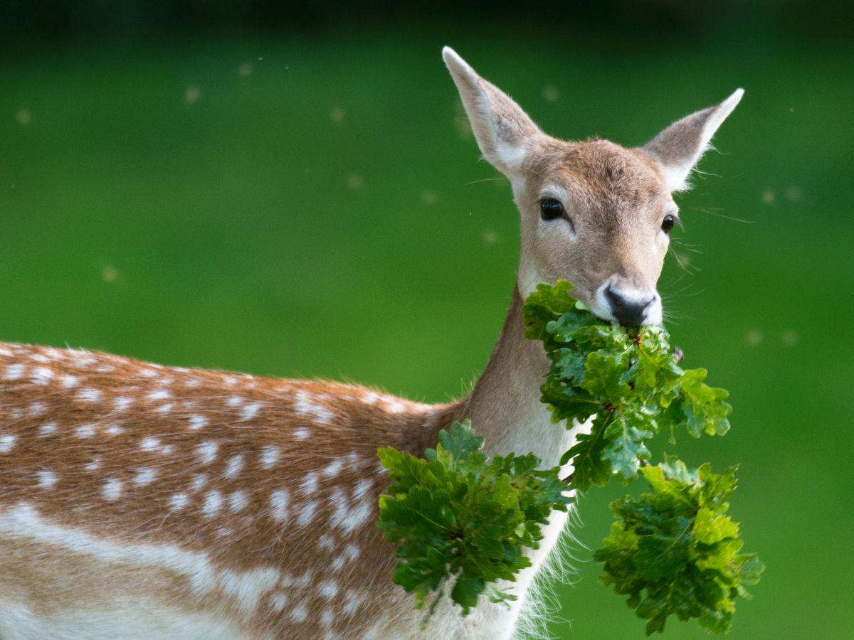 My Garden-Saving Secret: How To Stop Deer From Eating Plants