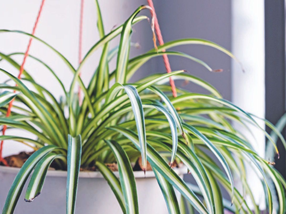 Benefits of a spider plant: and how to look after them | Homes and Gardens