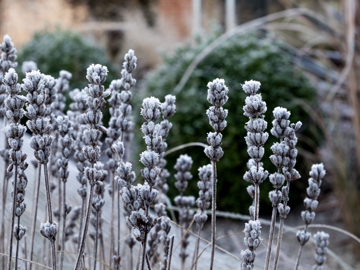 Common Reasons For Lavender Dying | Gardening Know How