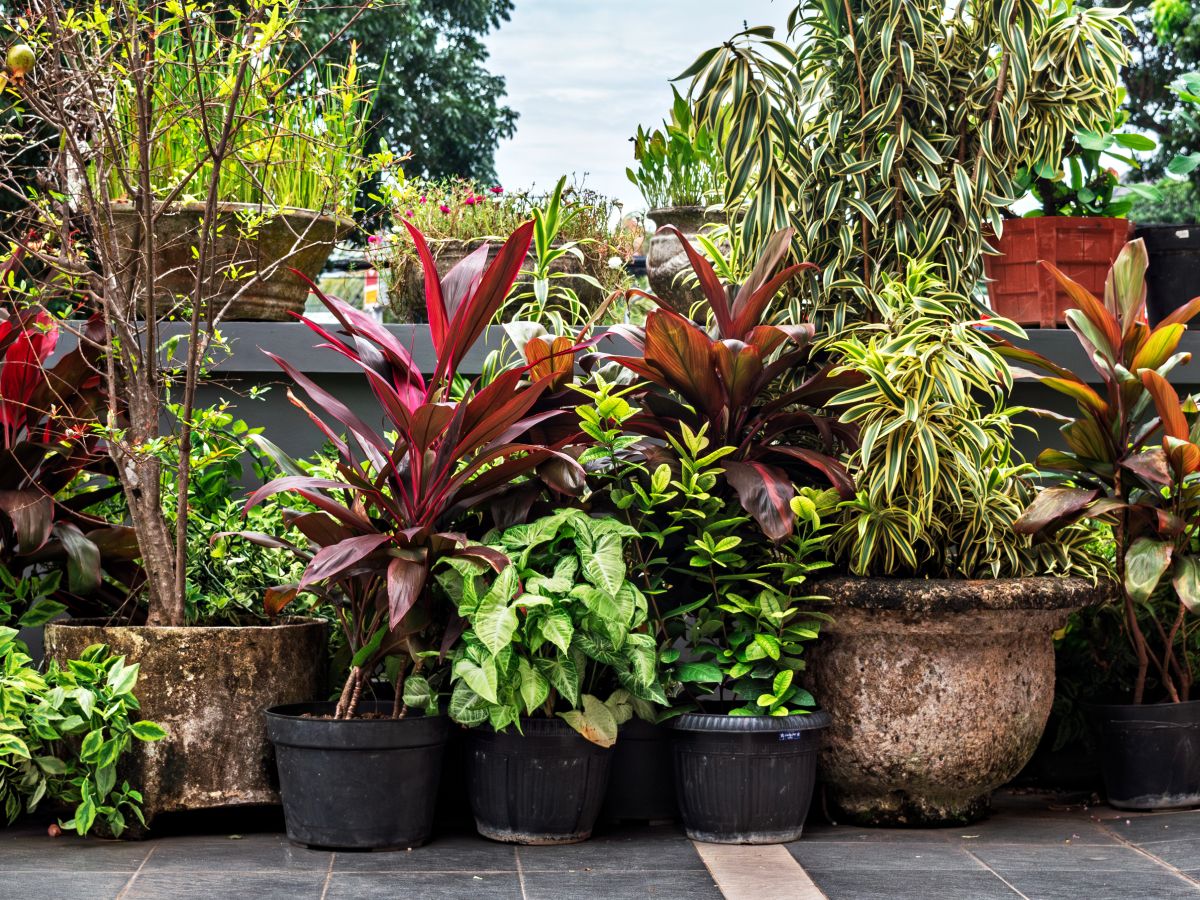 10 Large Outdoor Plants For Pots For An Eye-Popping Display ...
