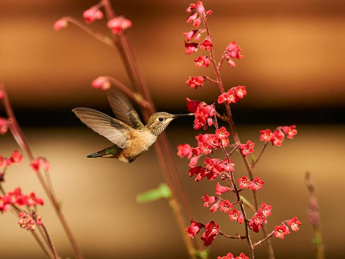 What Bird is Attracted to Red Flowers: Discover Stunning Visitors