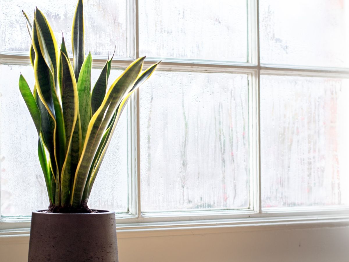 Are snake plants cold-tolerant? Houseplant expert reveals the ideal  temperature for growing these desert plants at home