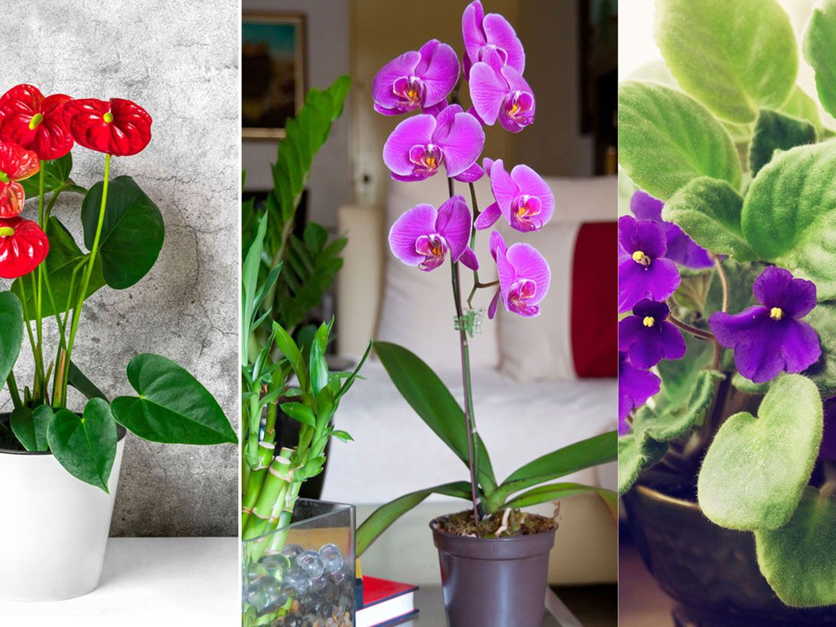vining indoor plants String of Heart Unrooted Cuttings