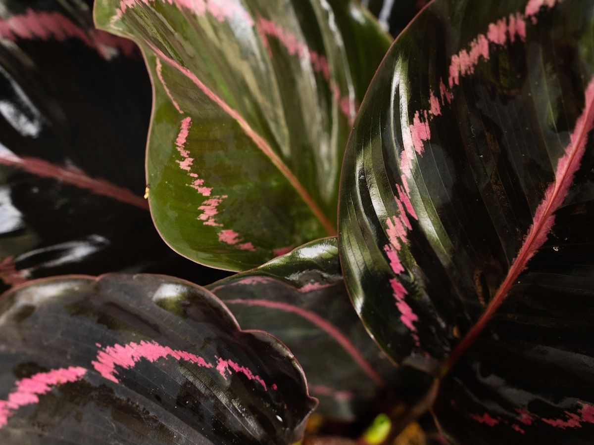 calathea pot size Calathea Freddie / Peacock Plant- Live Plant (With 5 Inch Self-Waterin –  Hug A Plant main image 0