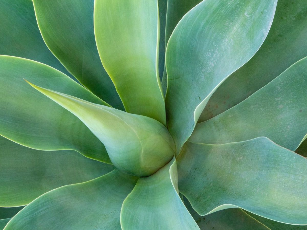 How to overwinter agave: 5 key steps and tips for success | Homes and  Gardens