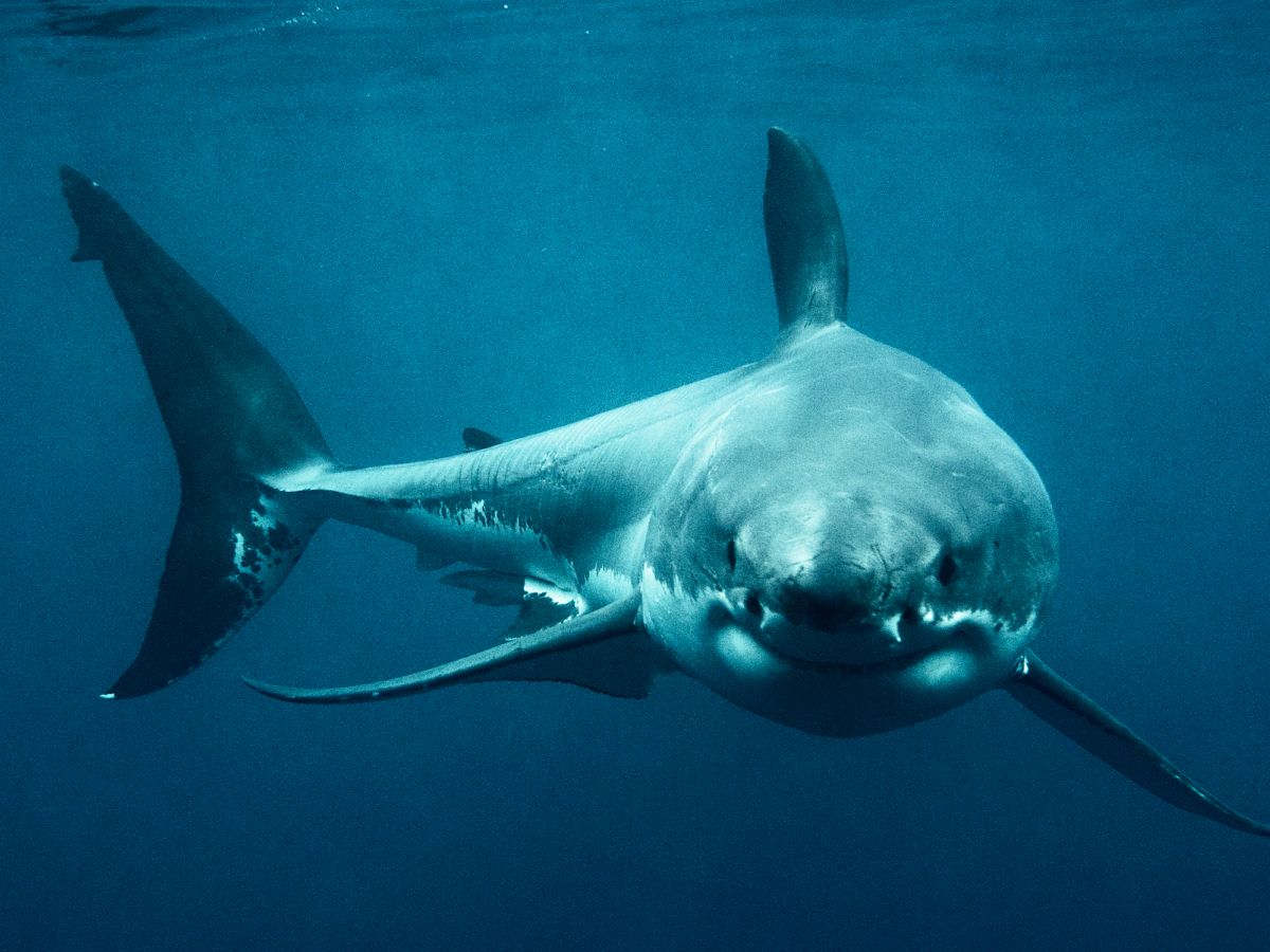 Mega momma' great white shark killed on drumline may reveal secrets about  iconic predator | Live Science, image size:1200x900