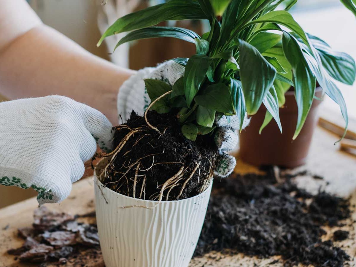 How to repot a peace lily: a step-by-step guide | Homes and Gardens