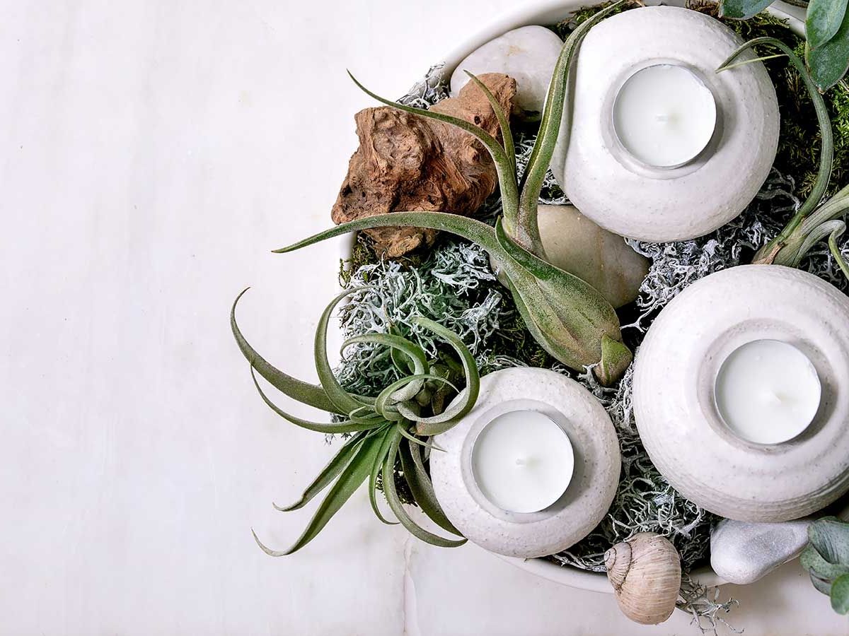 house plant potting soil We The Wild
