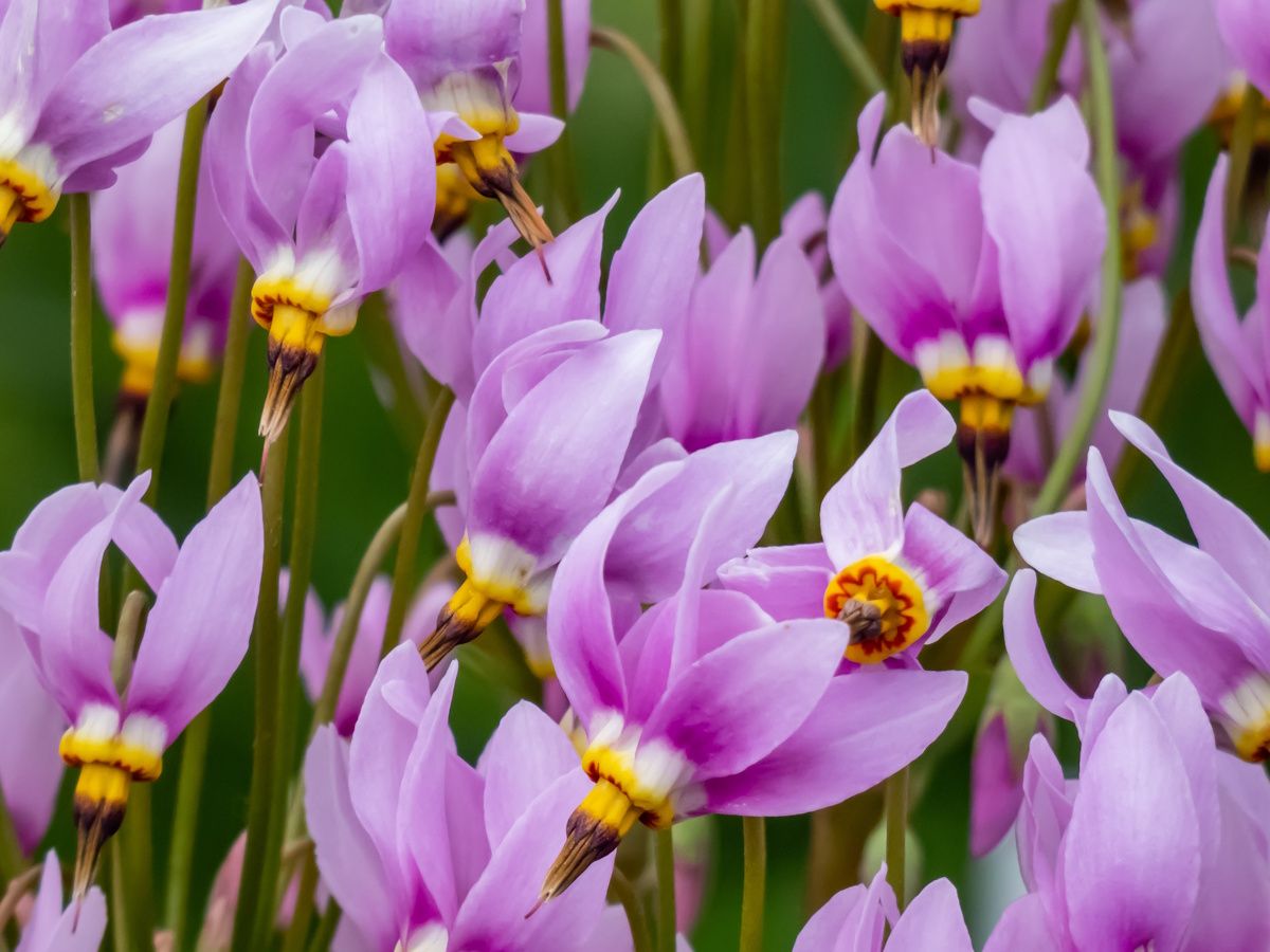 How to grow shooting star: expert garden advice | Homes and Gardens