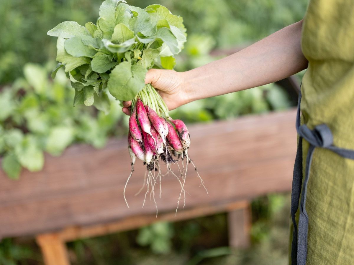 Way to go！　/　Radish Roxs Way to go！ / Radish Roxs How To Grow Radishes - Heirloom Grown