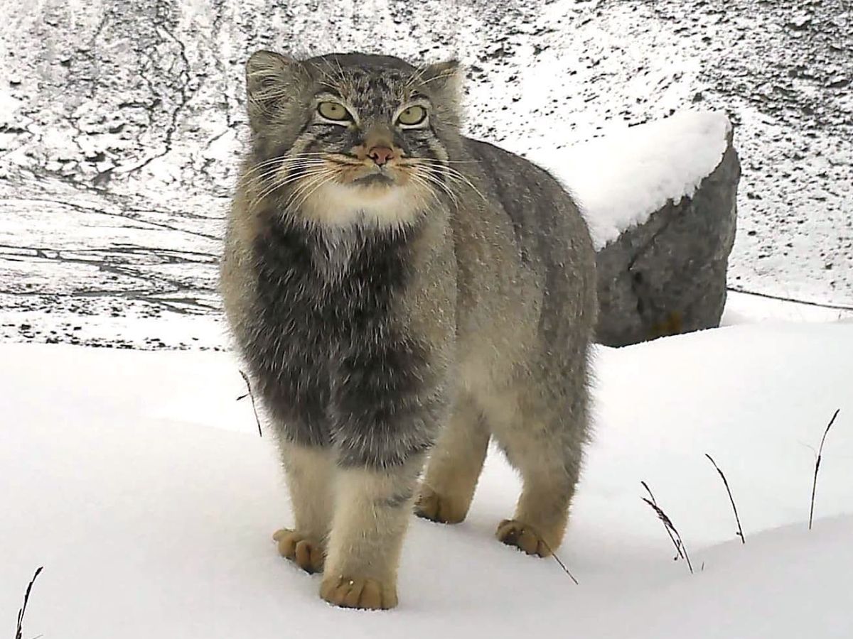 プカプカ猫　in　sky Grumpy-looking Pallas's cat photographed by camera trap in
