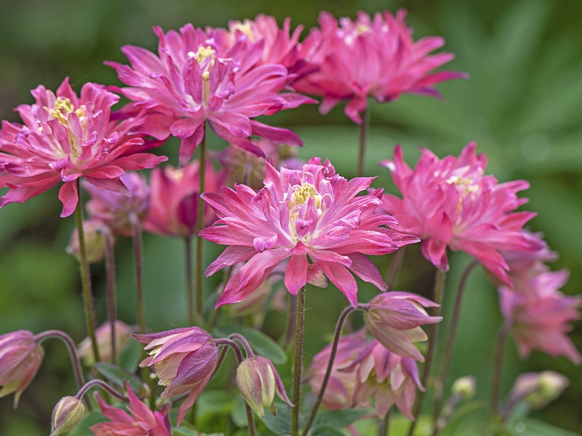 8 Flower Seeds To Sow In October For A Spectacular Garden | Gardening Know  How