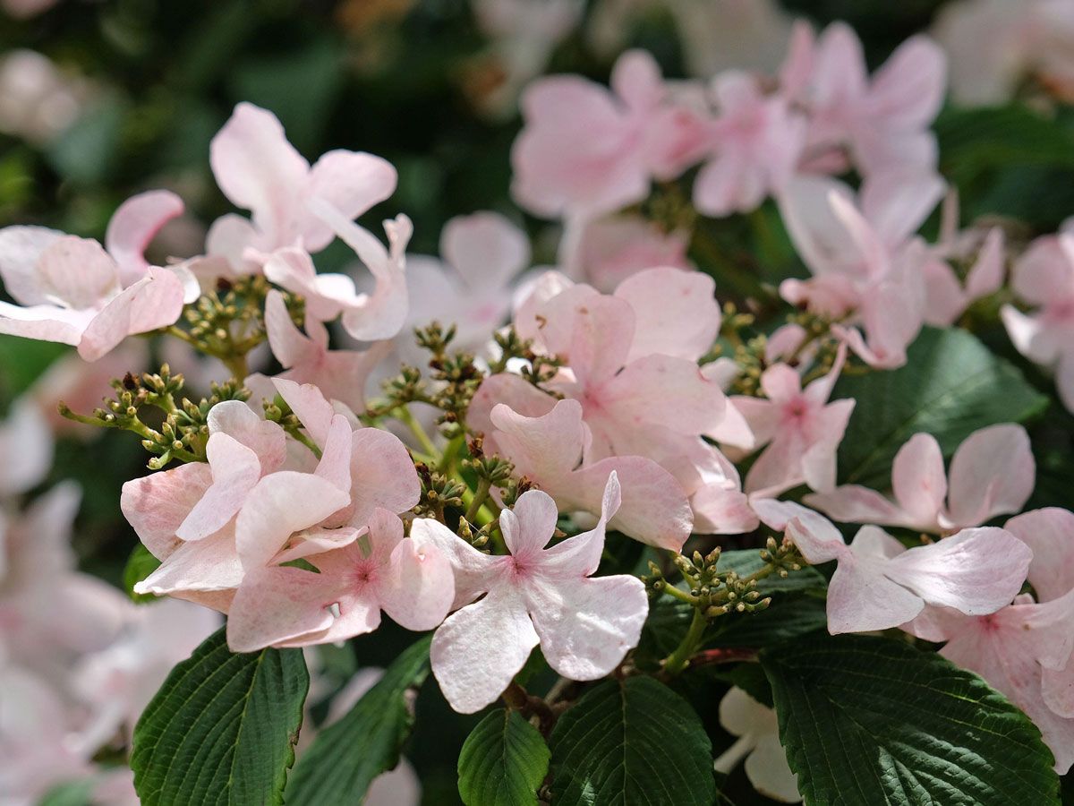 専用^_^新品未開封品hydrangea様バラメモまとめ売り 新品未開封品hydrangea様バラメモまとめ売り 新品未開封品hydrangea様