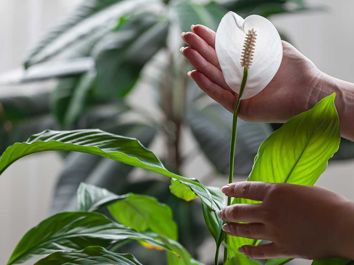Why is my peace lily turning yellow? 3 reasons and solutions | Homes and  Gardens