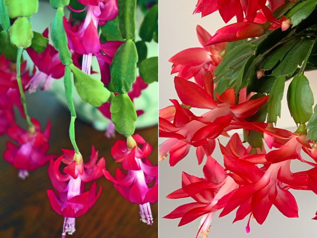 Thanksgiving Cactus vs Christmas Cactus: what is the difference? | Homes and  Gardens