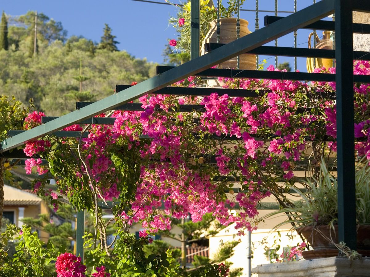 8 of the best plants to grow up a pergola for color and scent | Homes and  Gardens