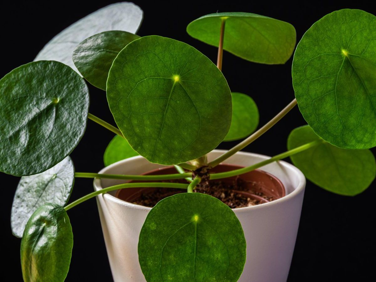 olive tree indoor plant Olive Tree for Sale | Indoor Trees