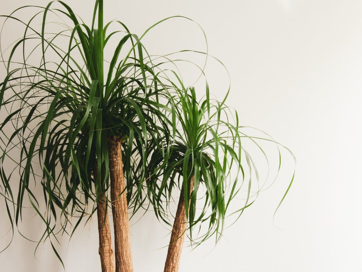 Ponytail Palm Tree Information - How To Care For A Ponytail Palm |  Gardening Know How