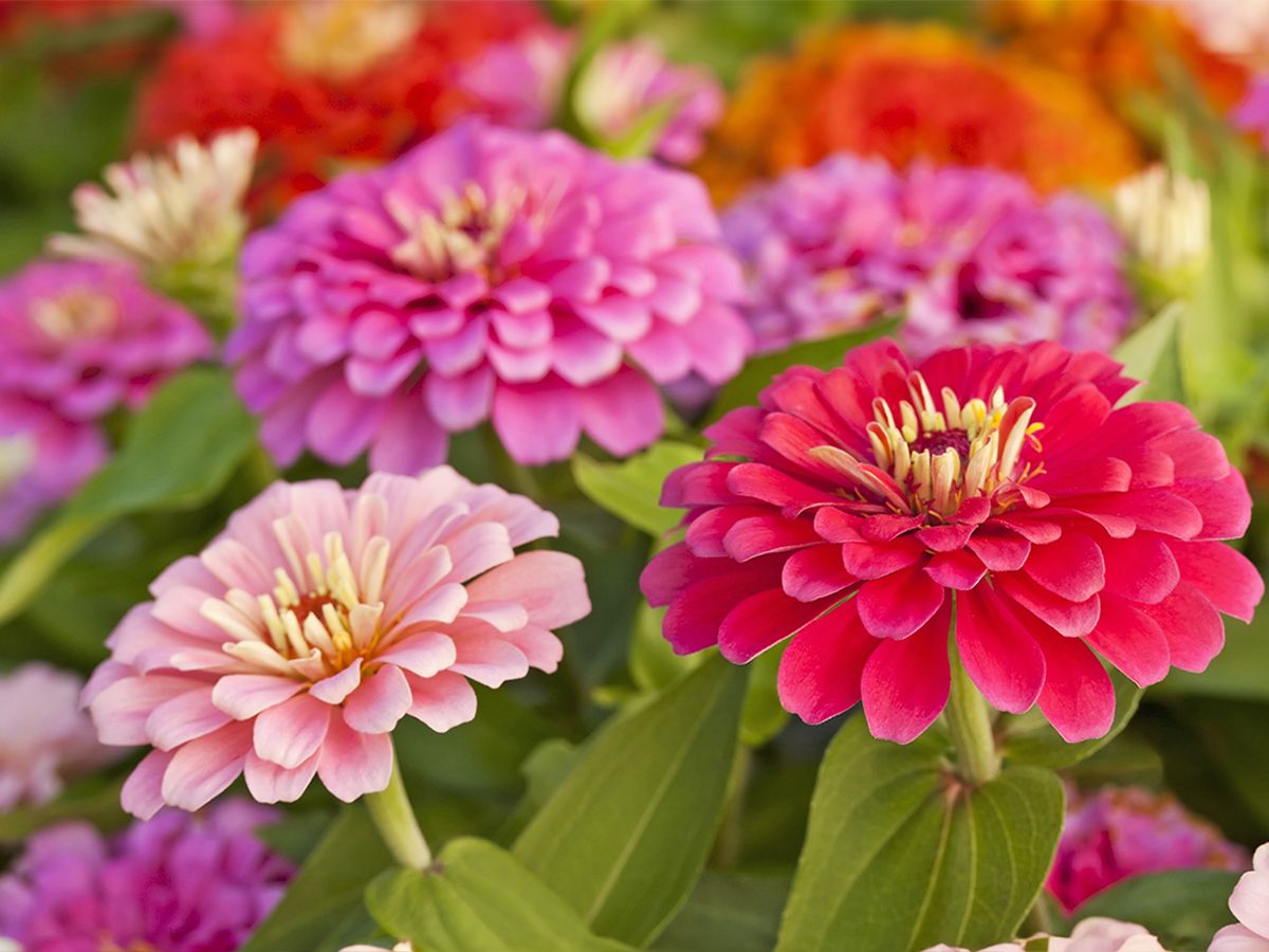 Start These 9 Flower Seeds in February for All-Season Color | Gardening  Know How