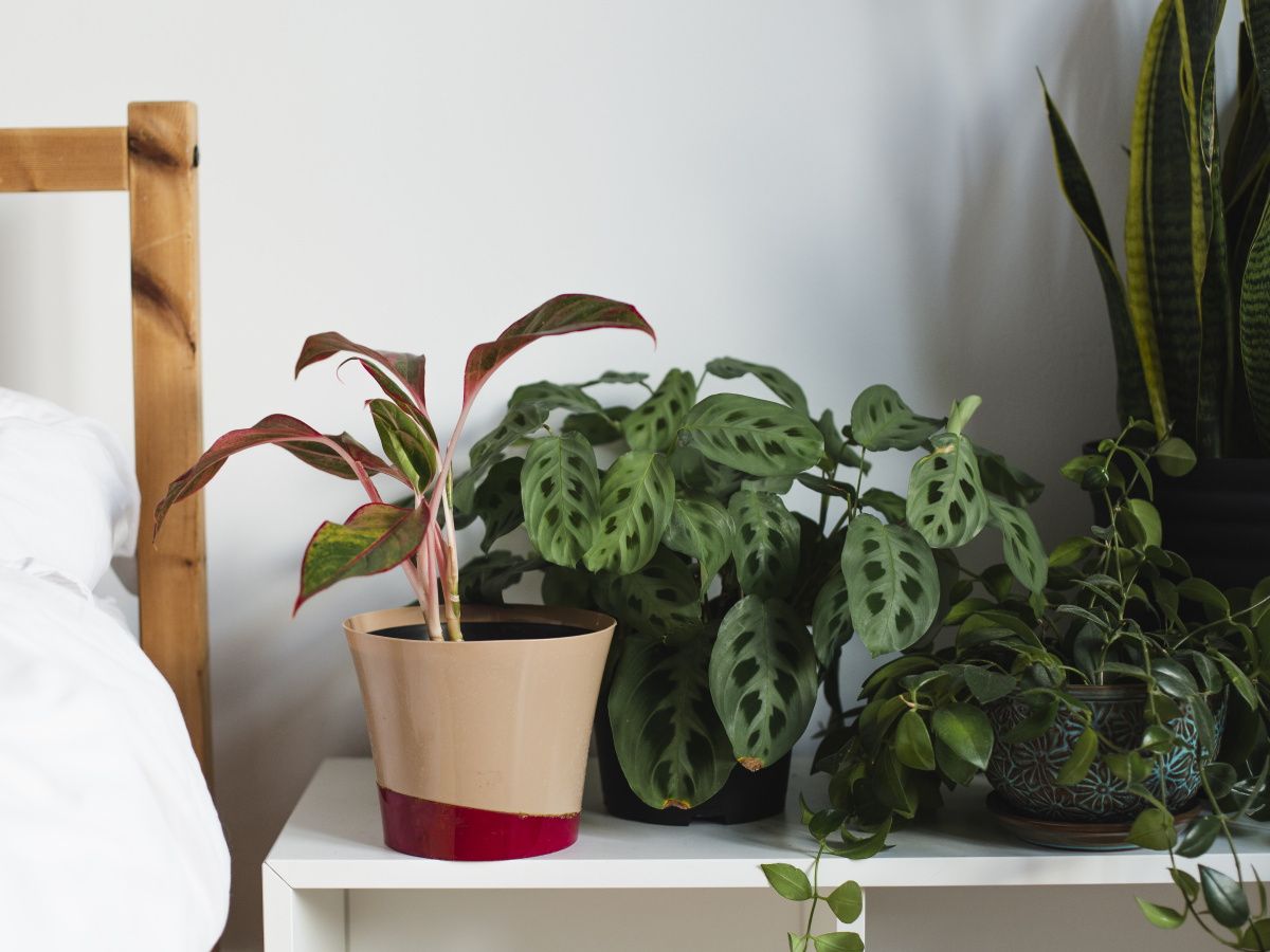 5 houseplants you should never place in your bedroom | Homes and Gardens