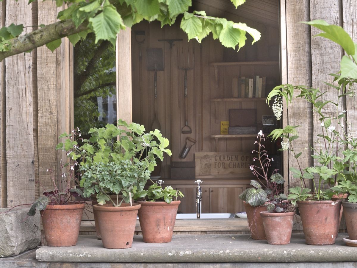 Low Maintenance Plants for Pots: They Practically care for Themselves |  Homes and Gardens