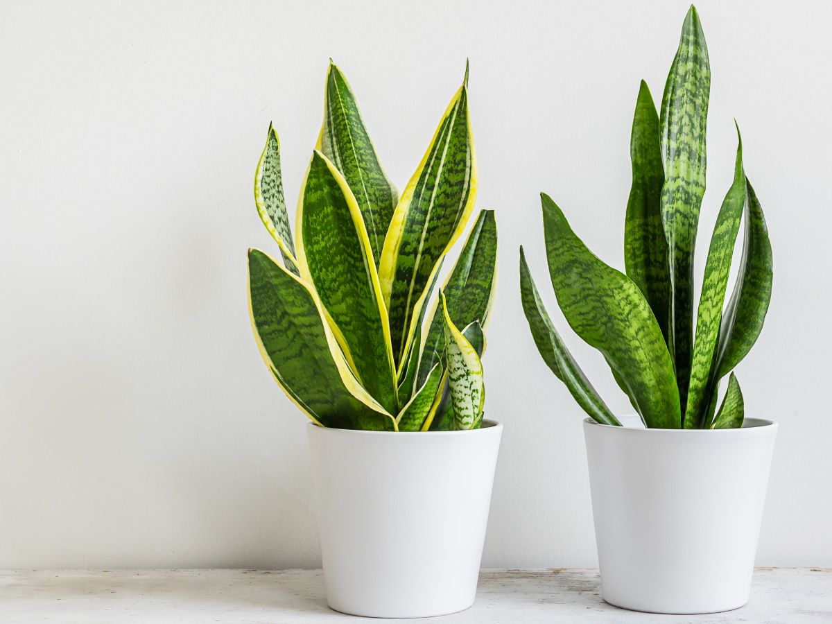 How to care for a snake plant: 5 expert tips | Homes and Gardens