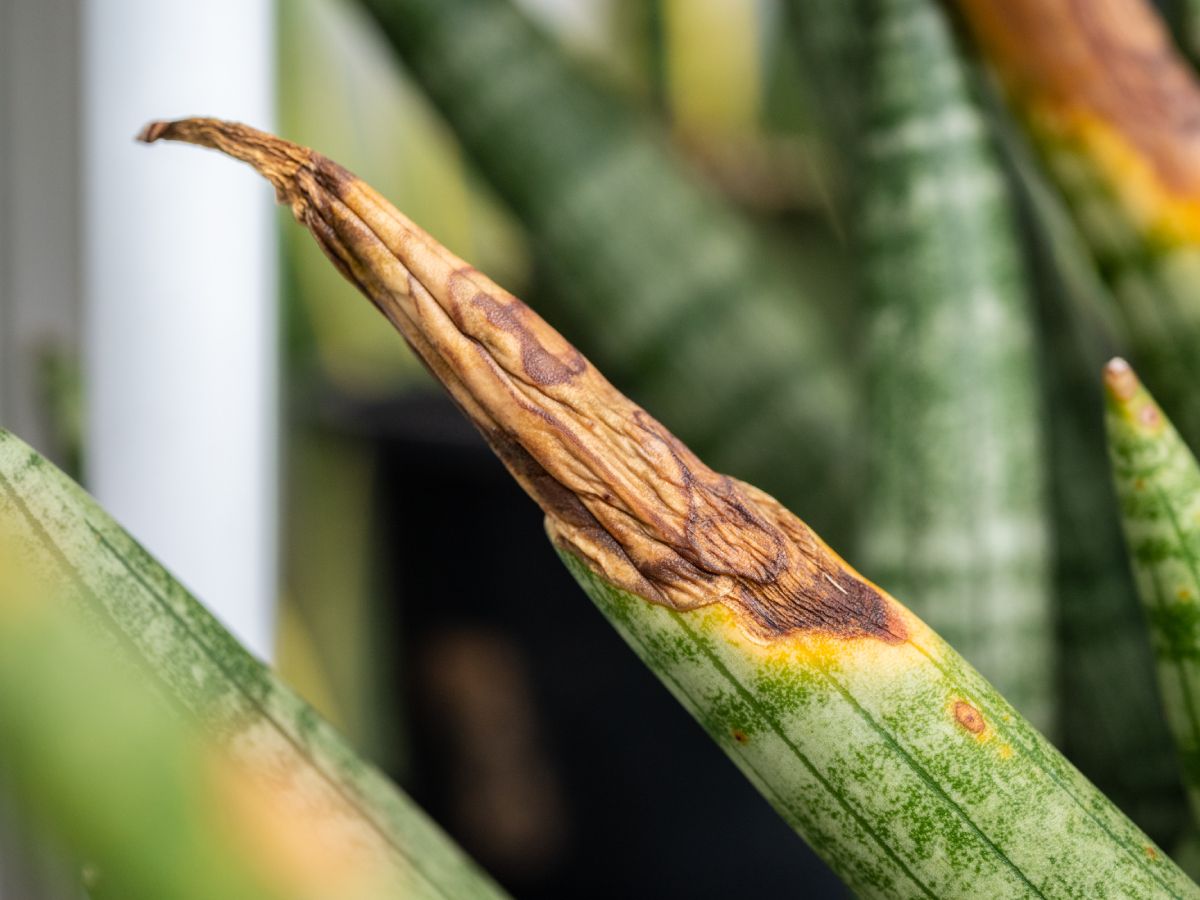 Learn How To Remedy Root Rot In Snake Plants | Gardening Know How