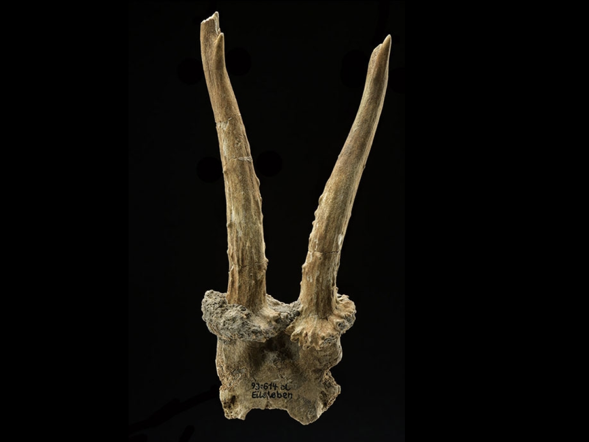 7,500-year-old deer skull headdress discovered in Germany