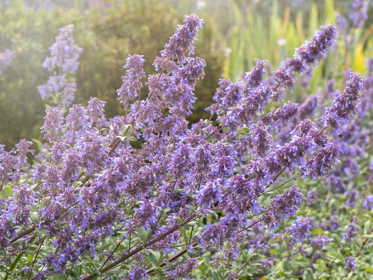 How to grow catmint: for a fragrant, low-maintenance plant | Homes and  Gardens