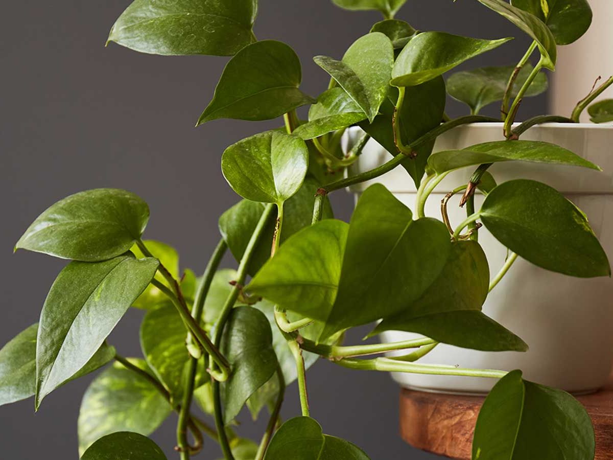 Why is my pothos wilting? Solve this problem with these tips | Homes and  Gardens