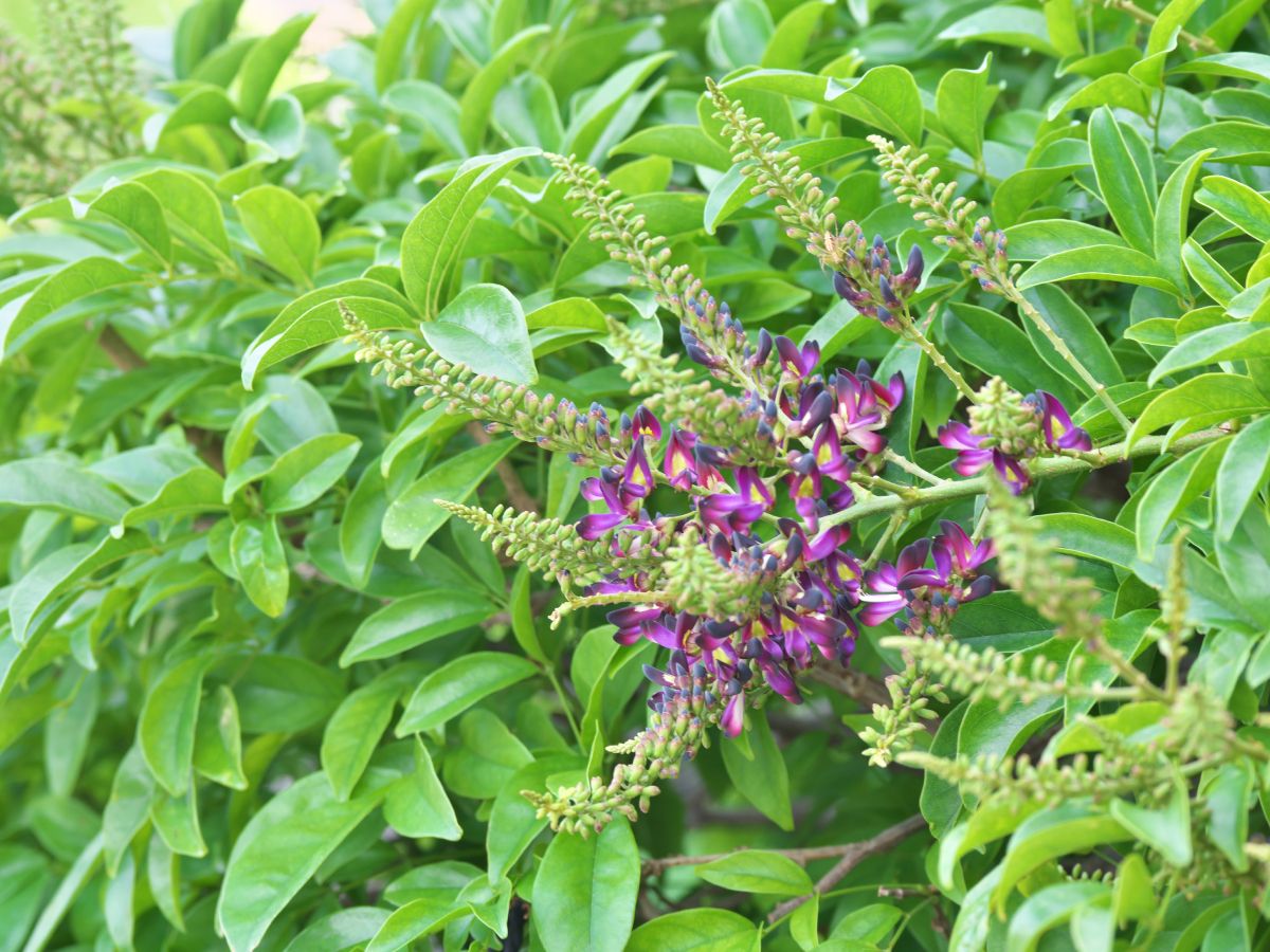 zamia palme Shop Our Coontie Palm, Zamia pumila