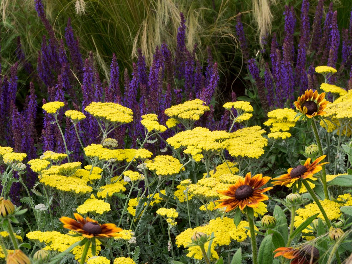 10 of the hardest plants to kill, for time-poor gardeners to ignore | Homes  and Gardens