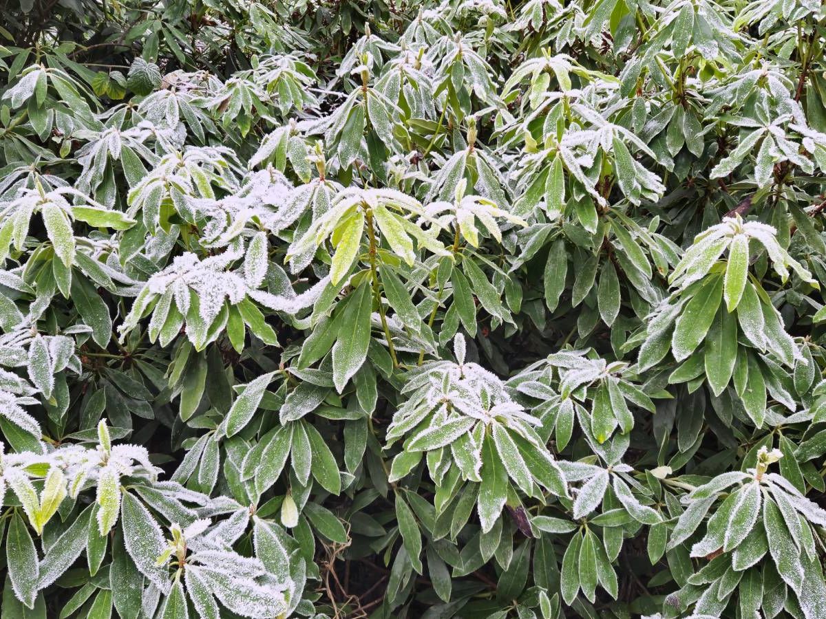 Rhododendron Winter Care Checklist | Gardening Know How