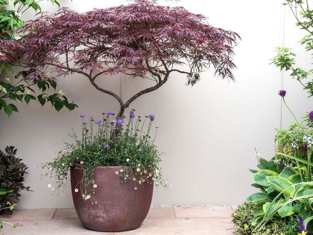 entretien monstera Swiss Cheese Monstera  Jardineries Botanix