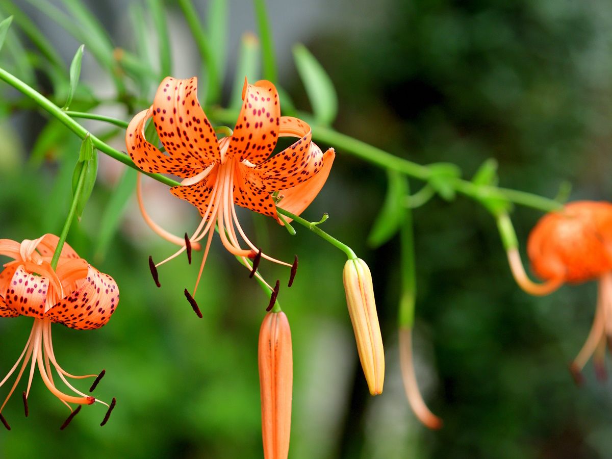 How to grow tiger lily: expert planting and care advice | Homes and Gardens