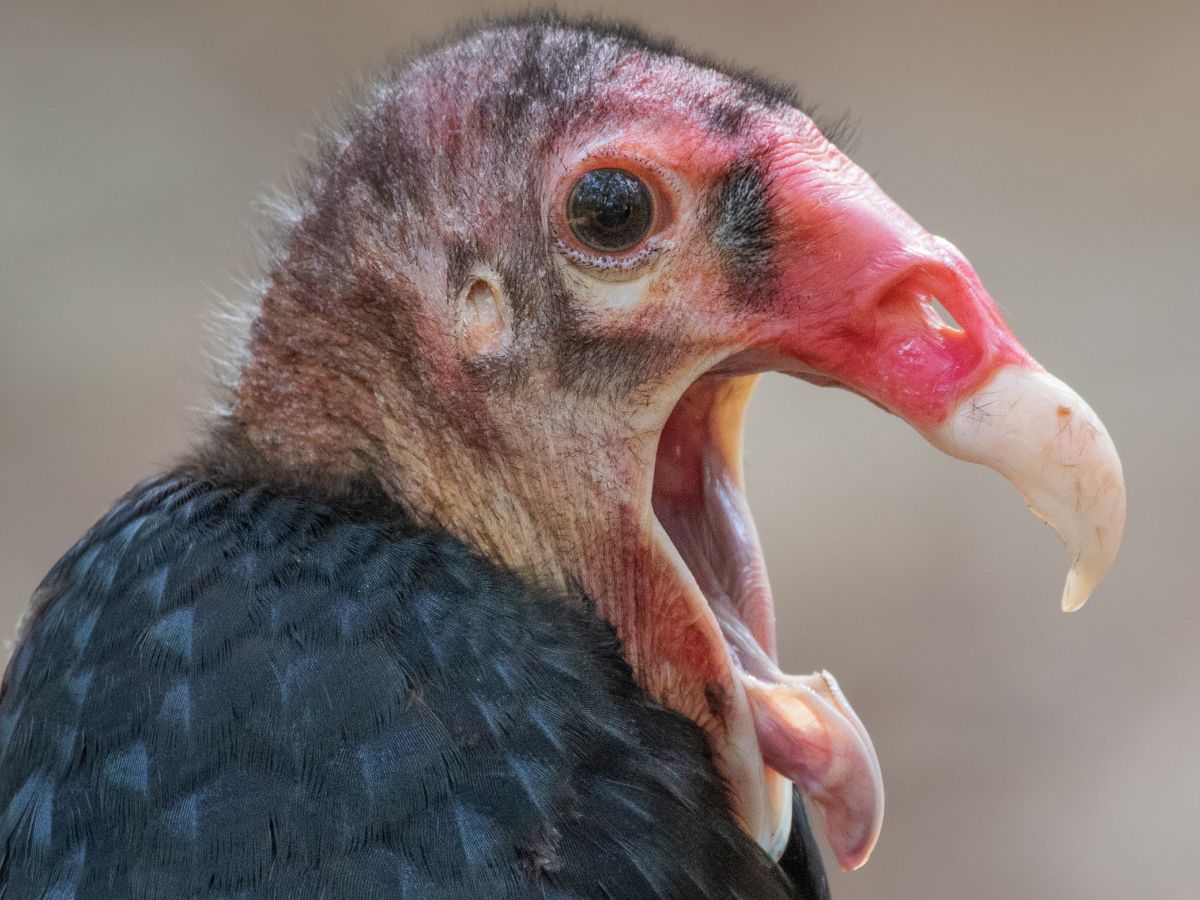 Turkey vulture: The bird that vomits acid up to 10 feet and poops  antiseptic onto its legs | Live Science, image size:1200x900