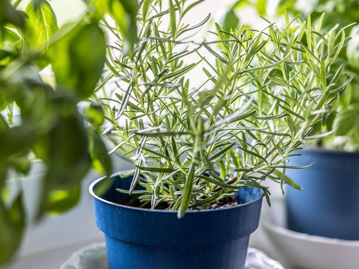levitating plant pot Floating Plant Pot Levitating Planter  Unity Refresh