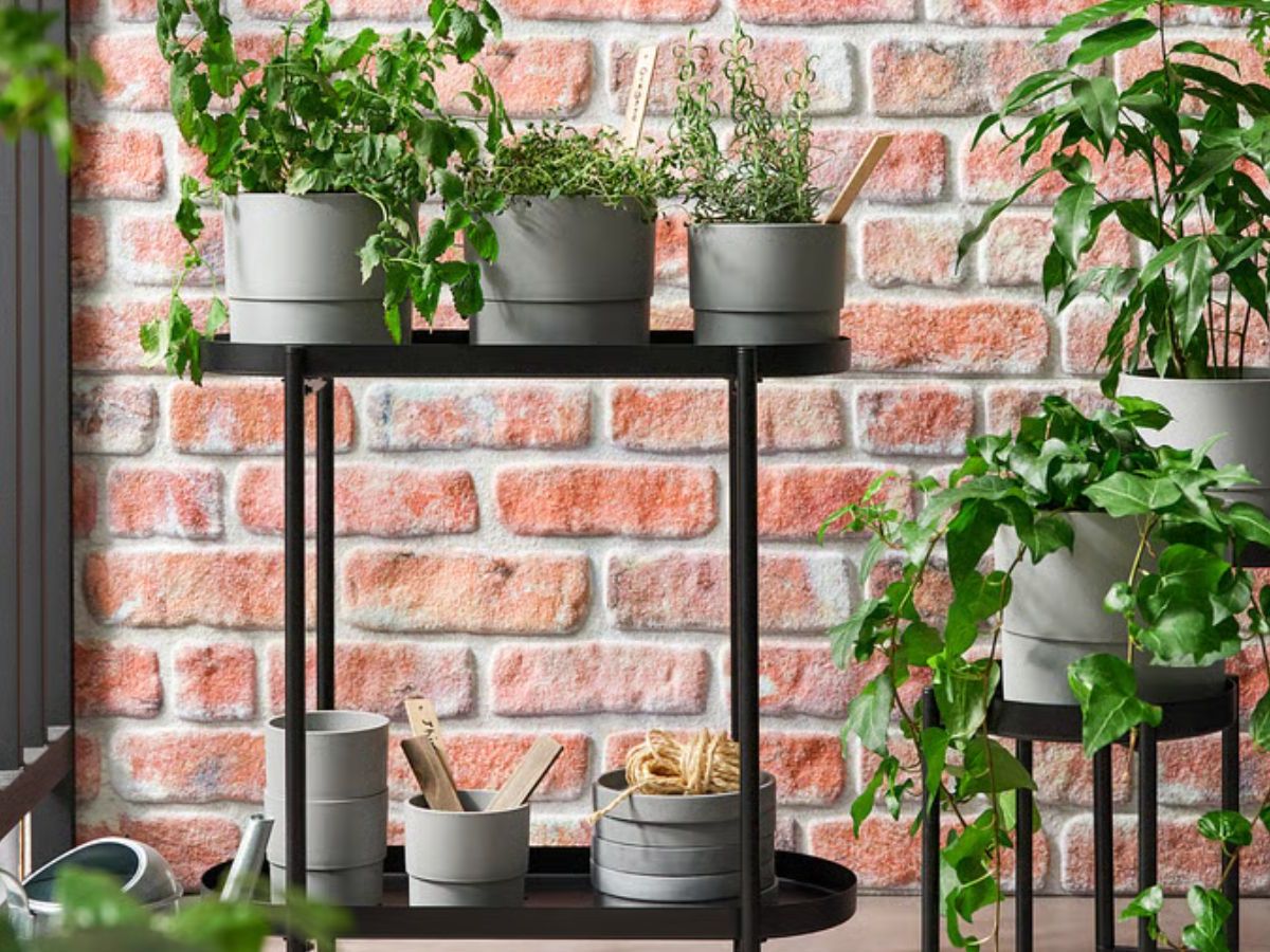 aglaonema air purifier Exotic Green Air Purifying Indoor Oxygen Plant Green Aglaonema (Chines –  ExoticGreen main image 0