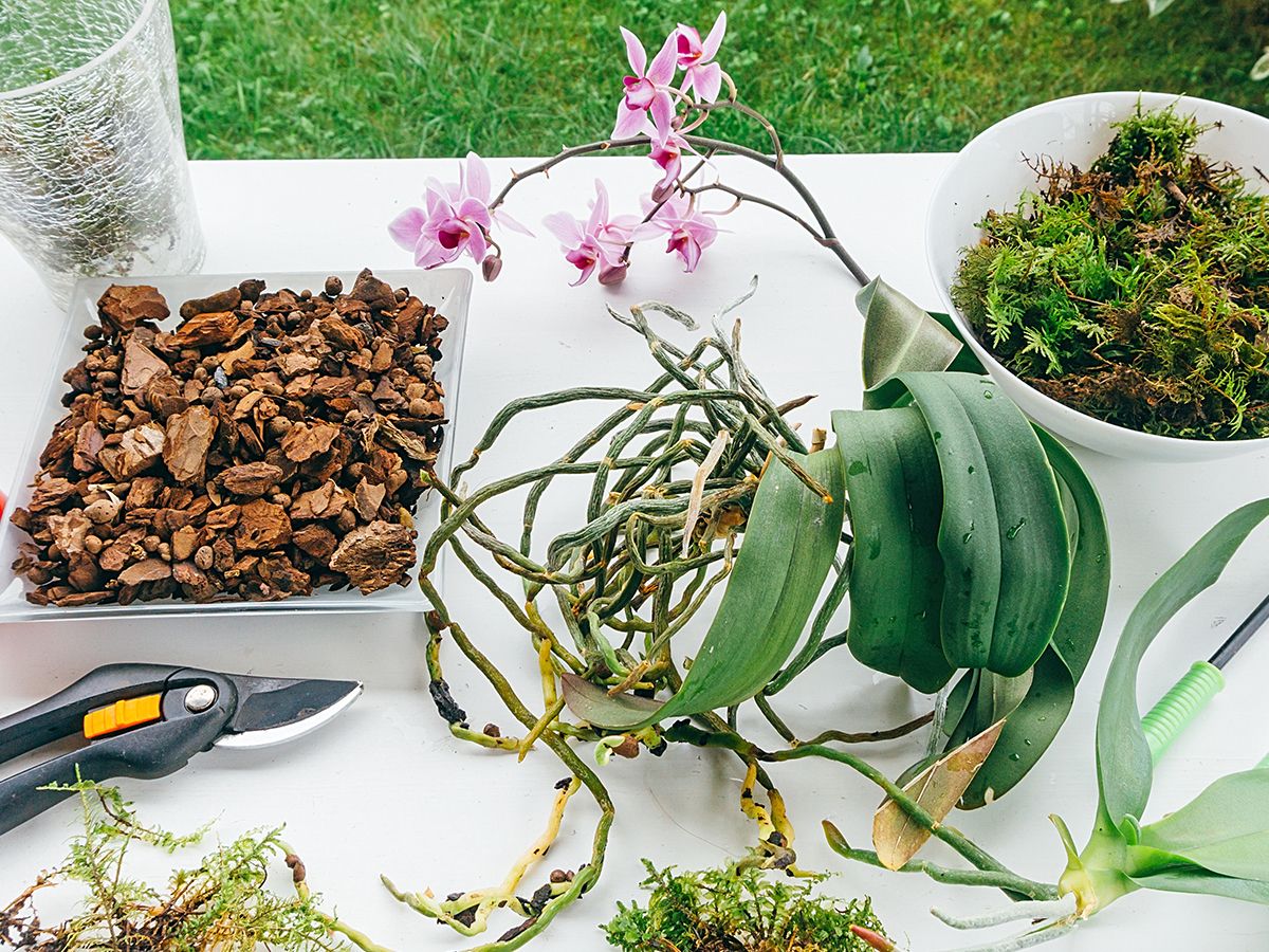 DIY Orchid Potting Mix Recipes To Boost Blooms & Save Money | Gardening  Know How