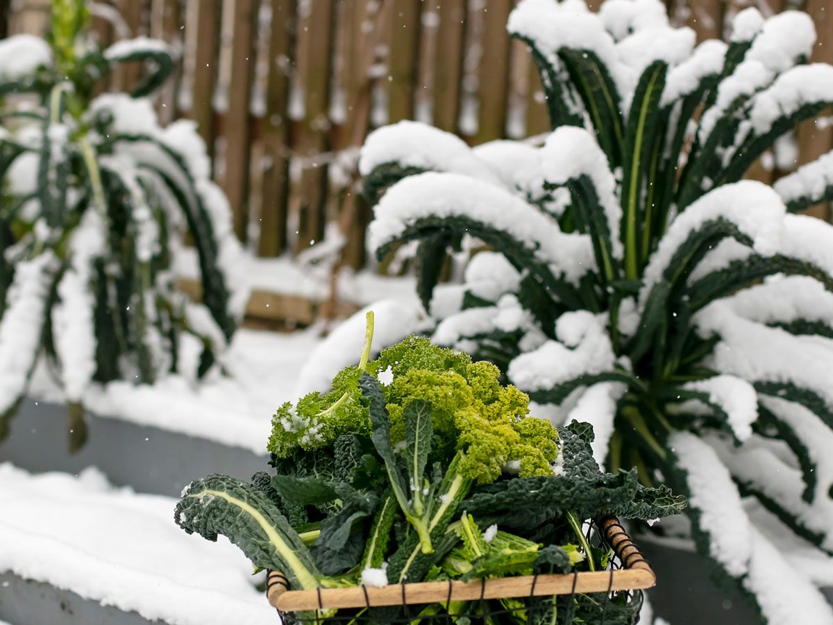 5 Cold-Hardy Vegetables You Can Grow in December | Livingetc