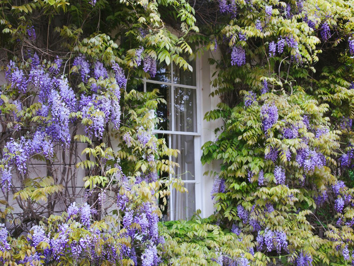 What Is Wisteria's Growth Rate and Is It Invasive? | Gardening Know How